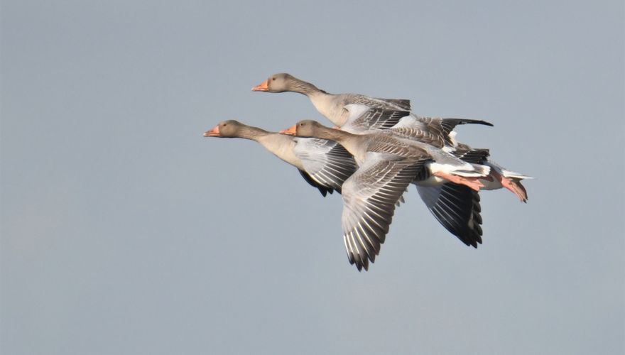 Grauwe gans / Fotogalerij