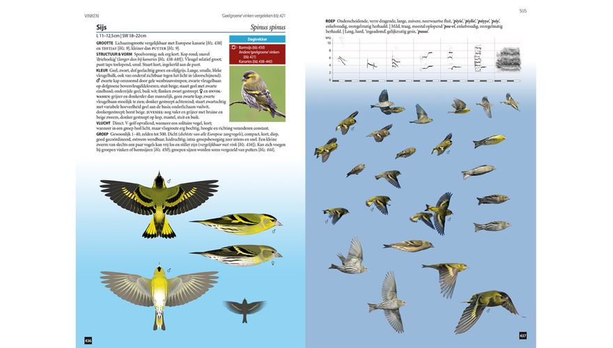 Spread sijs Vogels in vlucht