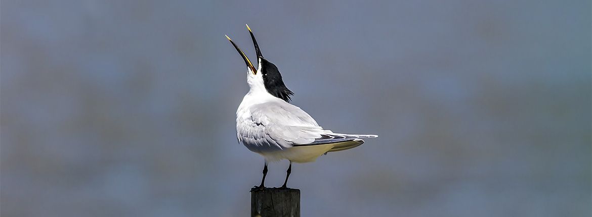 Grote stern / Shutterstock