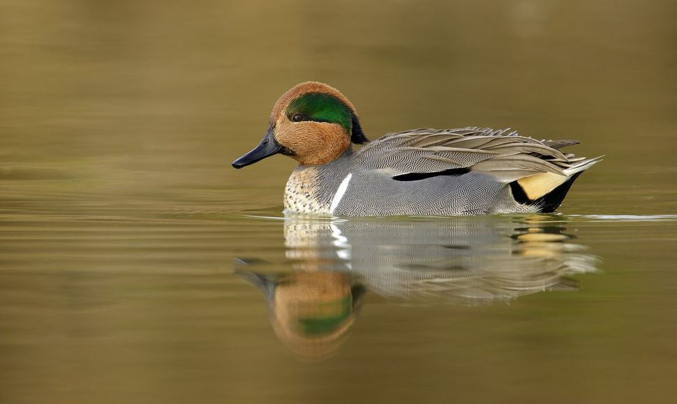 Amerikaanse wintertaling / Agami