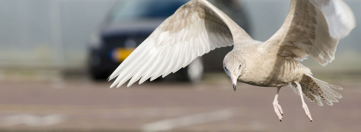 grote burgemeester / Shutterstock