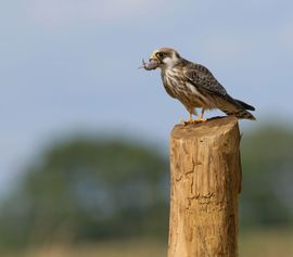 Juveniele Roodpootvalk steelt de show