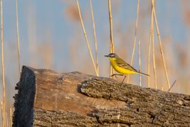 Over de catwalk in de ochtendzon
