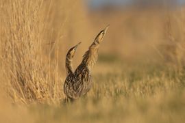 Twee koppige Roerdomp.