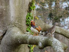 Hoog en droog in de boom