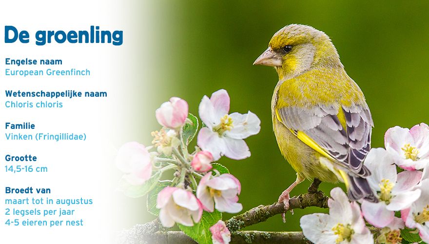 groenling paspoort tuinvogelcursus