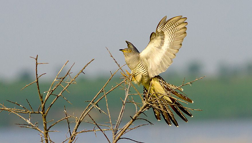 Koekoek / Shutterstock