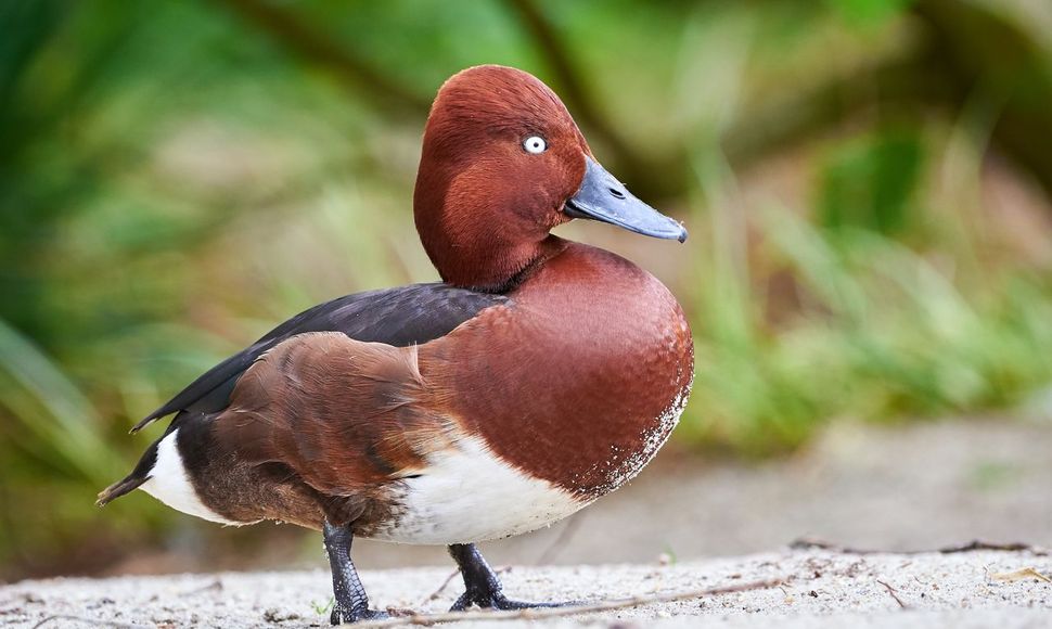 Witoogeend / Shutterstock