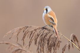 Hipster Bird: het baardmannetje