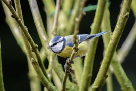 Vogel in de tuin