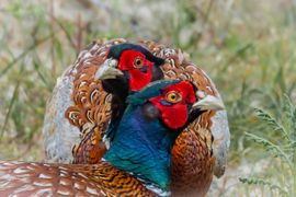 Twee fazanten mannetjes