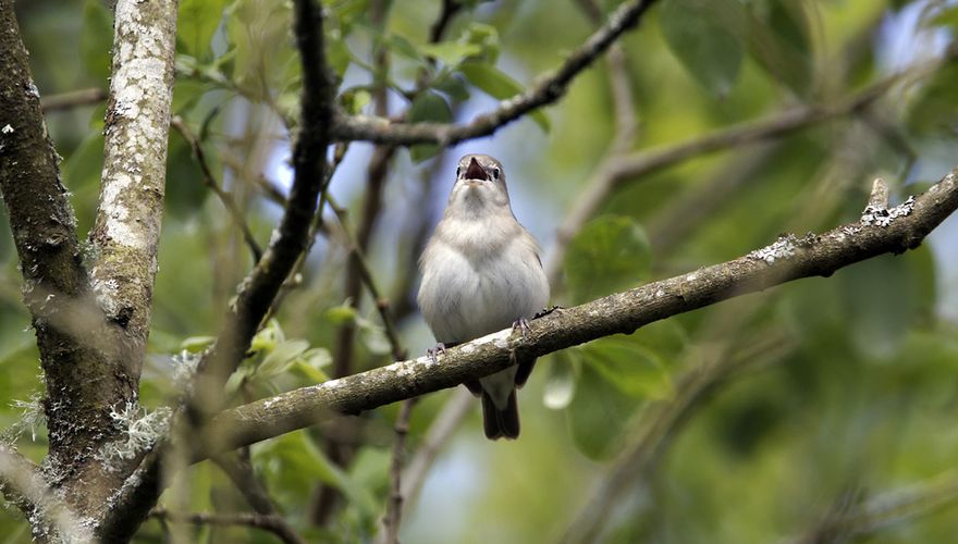 Tuinfluiter / Shutterstock