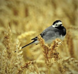 van nat naar droog