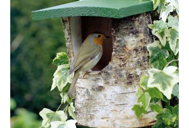Nestkast roodborst / Vivara
