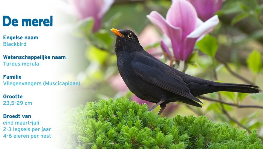 Merel paspoort tuinvogelcursus