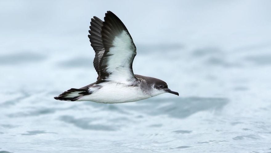 Noordse pijlstormvogel / Ruwan Aluvihare