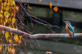 IJsvogel in mijn achtertuin