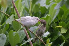 leucistische huismus