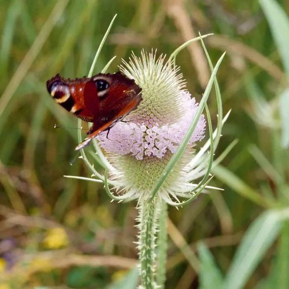 Grote kaardenbol / webshop Vogelbescherming