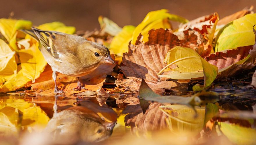 Vink herfst / Shutterstock
