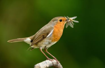 Roodborst en insecten / shutterstock