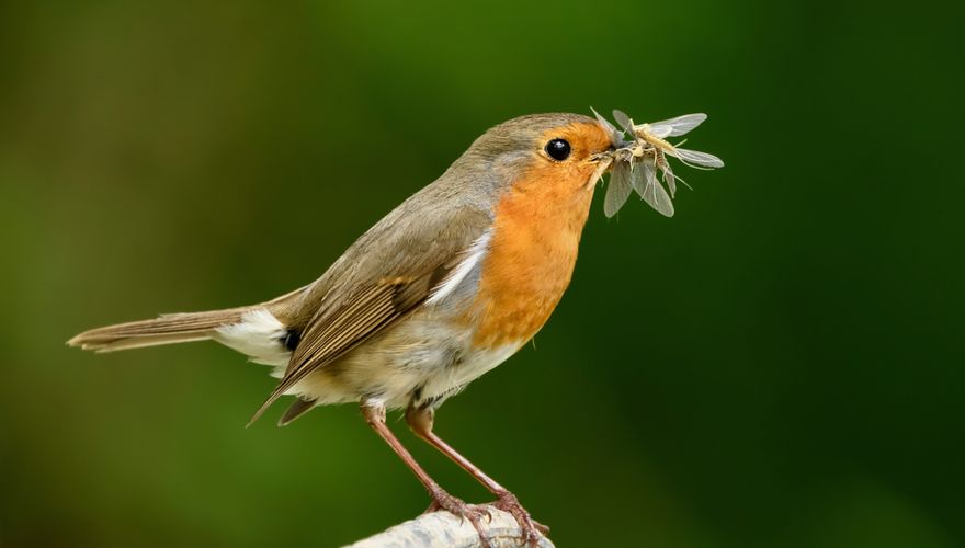 Roodborst en insecten / shutterstock