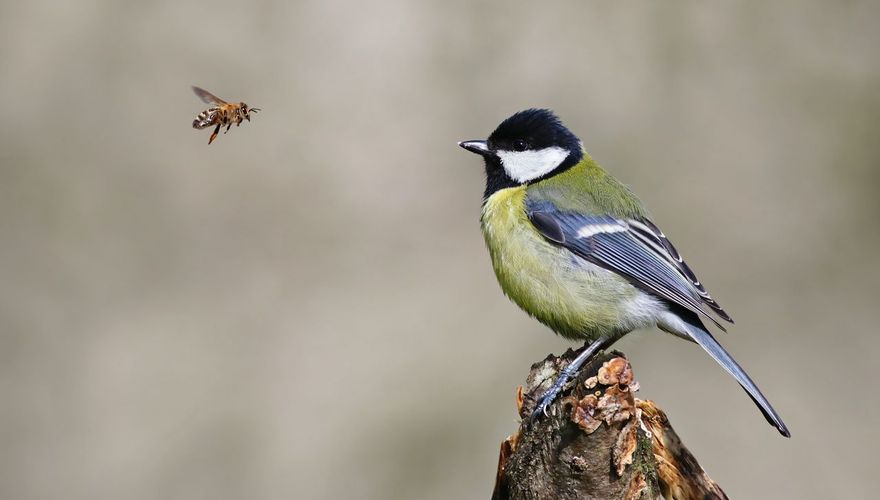 Bij en Koolmees shutterstock