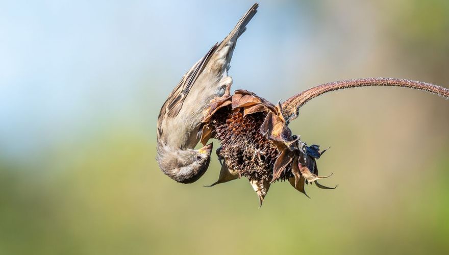 Huismus op zonnebloem / Shutterstock