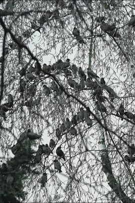 Spreeuwen in de boom 
