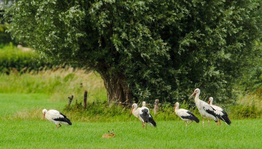 de grote trek naar het noorden