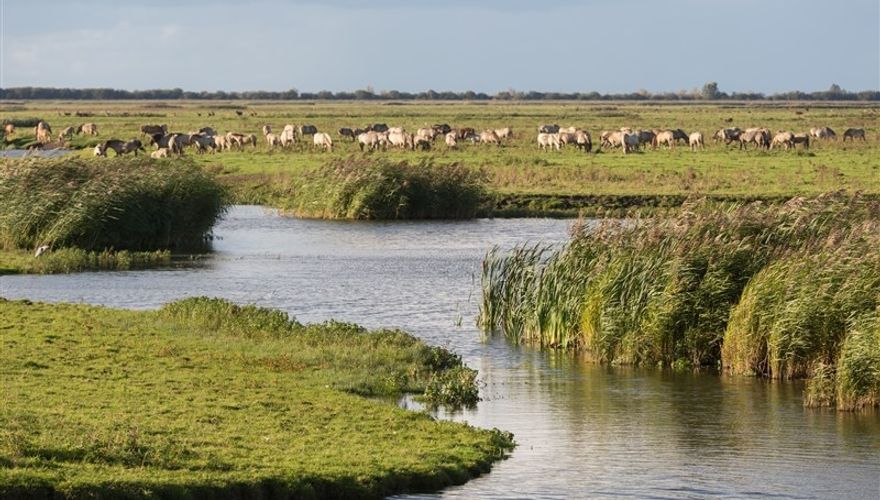 Oostvaardersplassen / Shutterstock