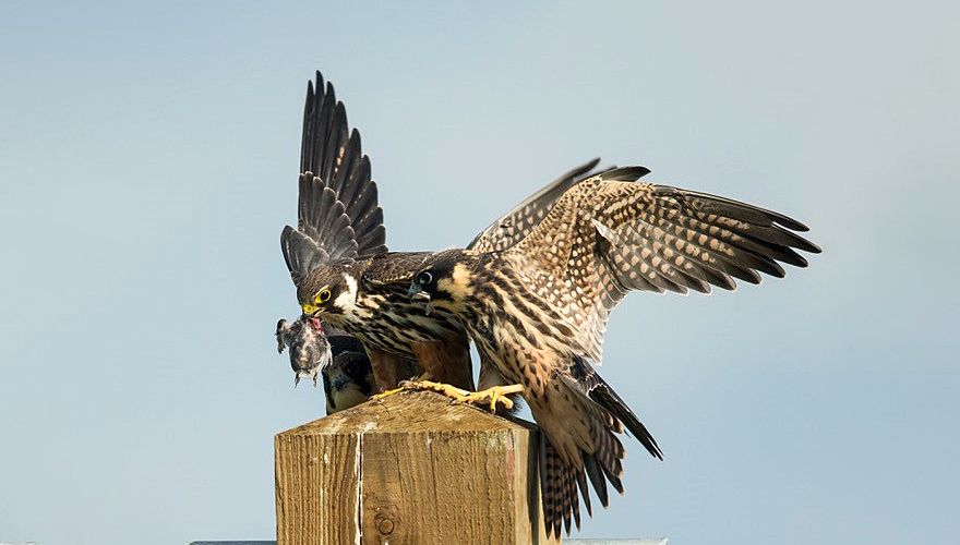 Boomvalk / Gerke Visser - Fotogalerij