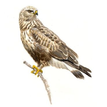 Ruigpootbuizerd / Elwin van der Kolk