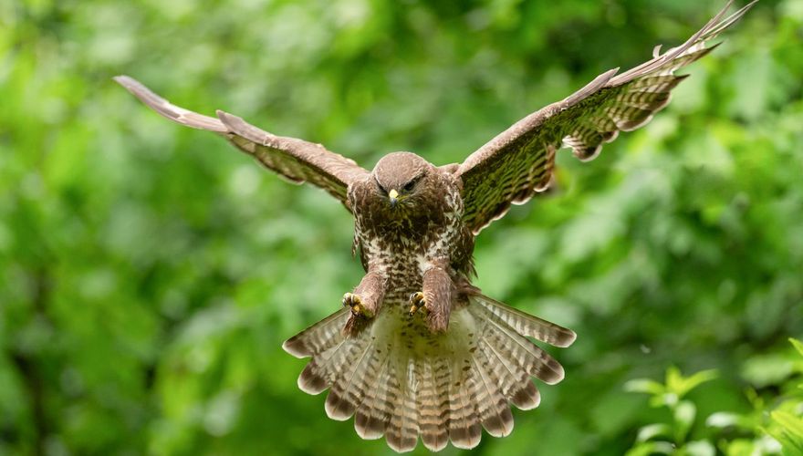 Buizerd / Hans Peeters