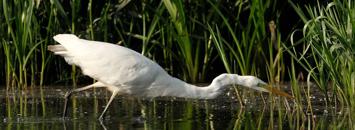 Grote zilverreiger / Jelle de Jong