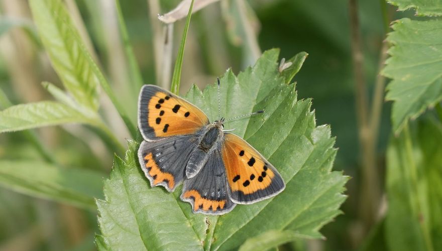 Kleine vuurvlinder / Foto: Jelle de Jong