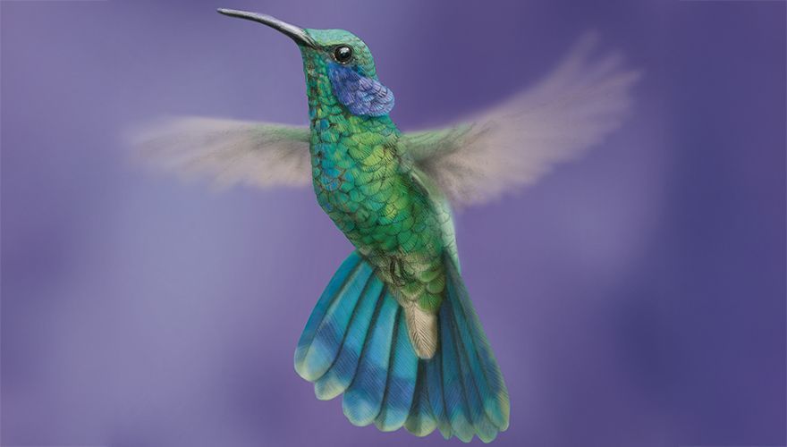 Green Violetear / Jeanne Mechels