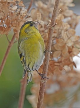 sijsjes in de tuin