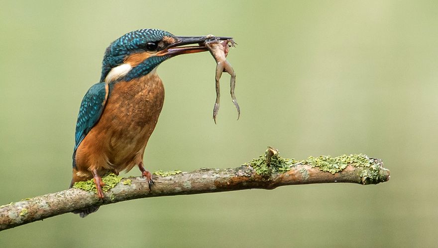 ijsvogel / Kees Willemstein 