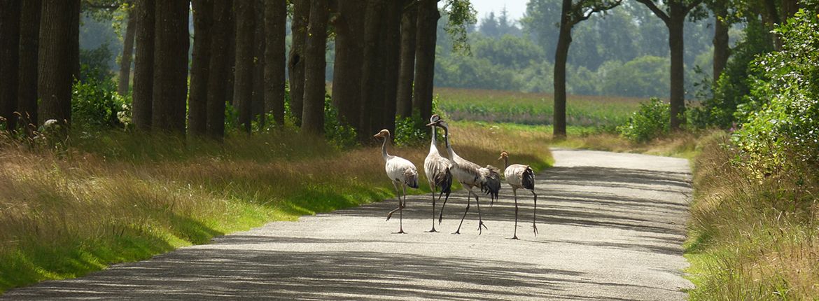 Kraanvogels / Herman Feenstra