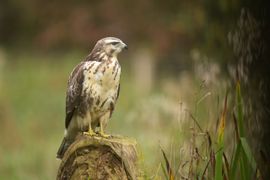 Buizerd