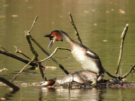 Futen vieren de lente