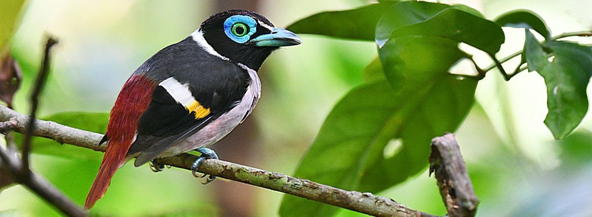 Mindanao-Wattled-Broadbill - Laurens-Steijn AGAMI