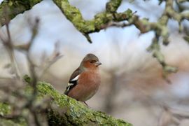 Vink 