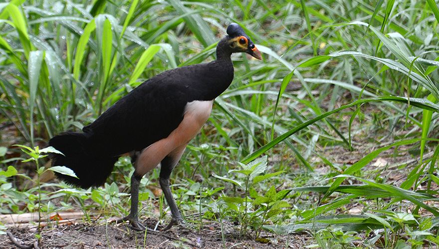 Maleo / Afriefrahman - Commons Wikimedia