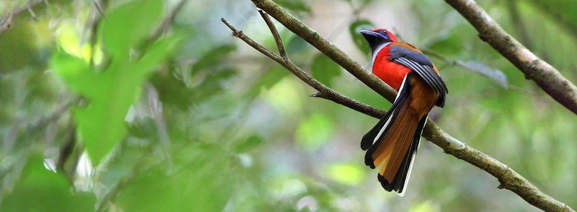 Whiteheads Trogon / James Eaton AGAMI