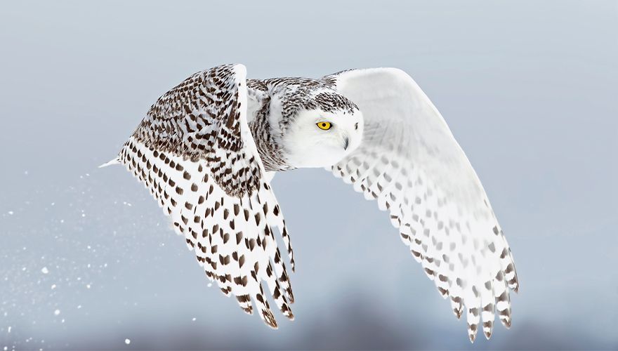 Sneeuwuil / Shutterstock