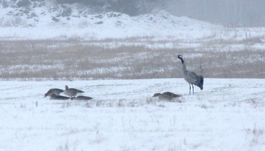 Kraanvogels en grauwe ganzen / Cees Witkamp