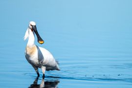 Lepelaar in het water