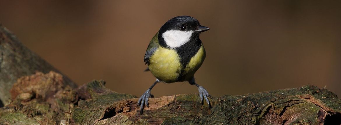 Koolmees / Ad Sprang